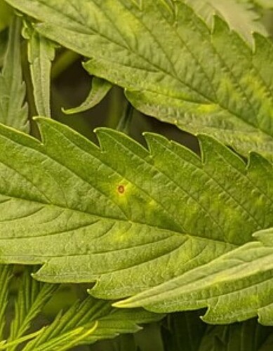 Growreport Bild 32
