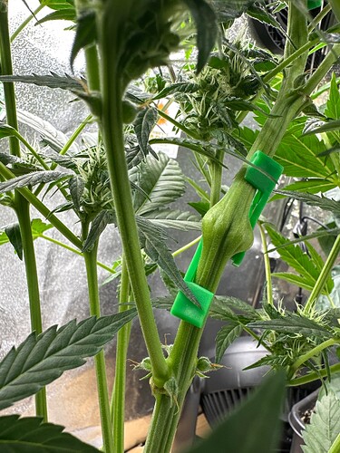 Growreport Bild 50