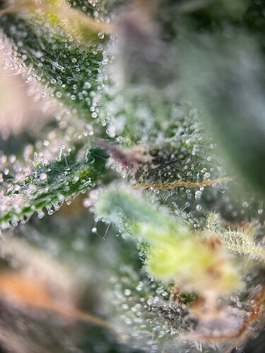 Growreport Bild 64