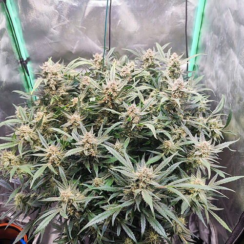 Growreport Bild 2