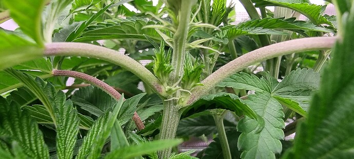 Growreport Bild 4
