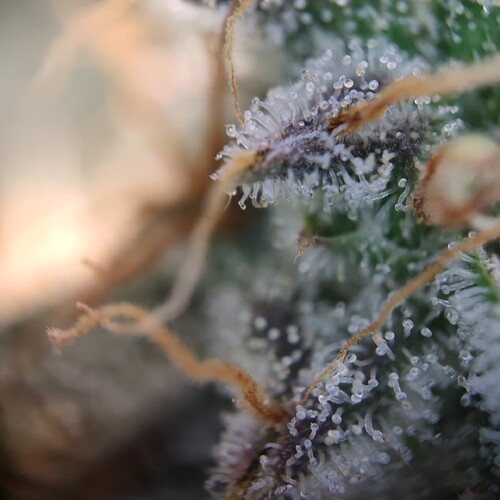 Growreport Bild 11