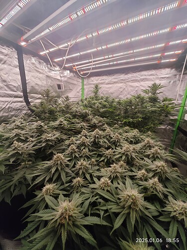 Growreport Bild 3
