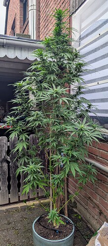 PXL_20240925_094742954~3