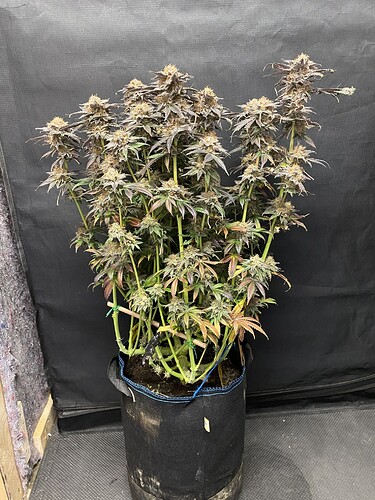 Growreport Bild 5