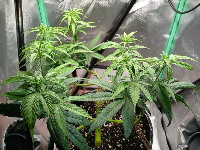 Growreport Bild 2