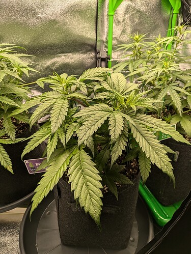 Growreport Bild 31
