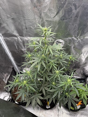 Growreport Bild 26