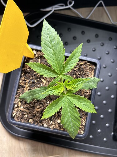 Growreport Bild 4