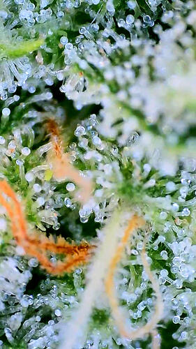 Nahaufnahme von Cannabis-Trichomen an einem Bud der Pflanze Alma.