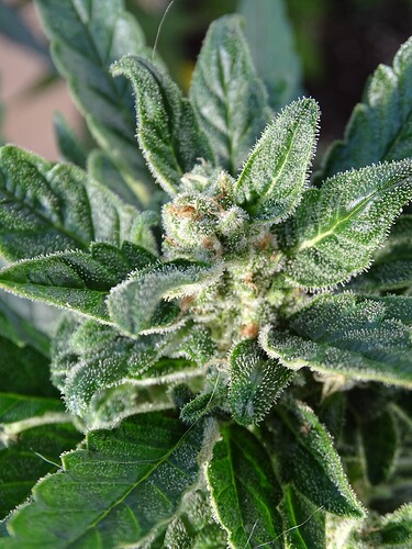 Growreport Bild 17