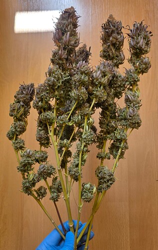 Growreport Bild 44