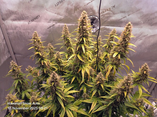 Growreport Bild 1