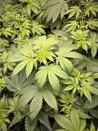 Growreport Bild 11