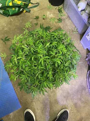 Growreport Bild 64