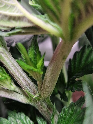 Growreport Bild 5