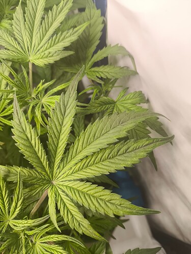 Growreport Bild 27