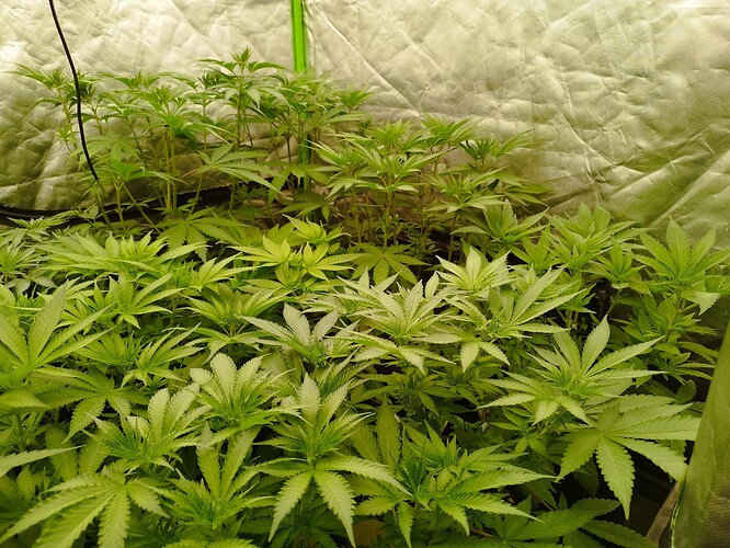 Mehrere junge Cannabispflanzen in einem Zelt, die sich im Wuchs befinden.