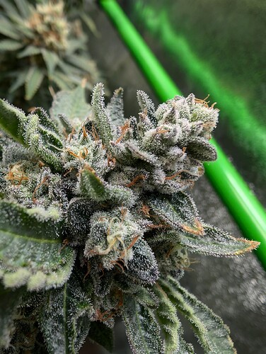 Growreport Bild 7