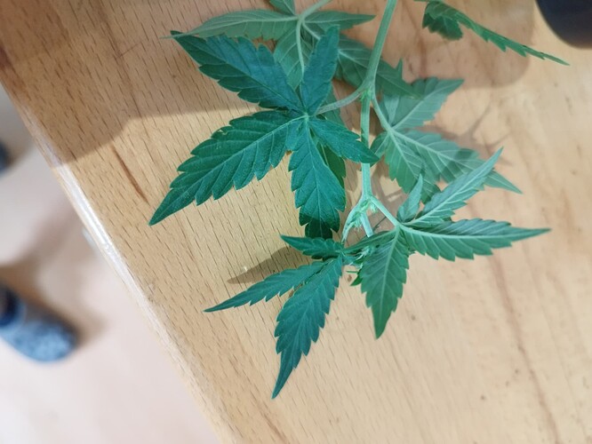 Ein Zweig mit mehreren Blättern einer Cannabispflanze liegt auf einer Holzoberfläche.