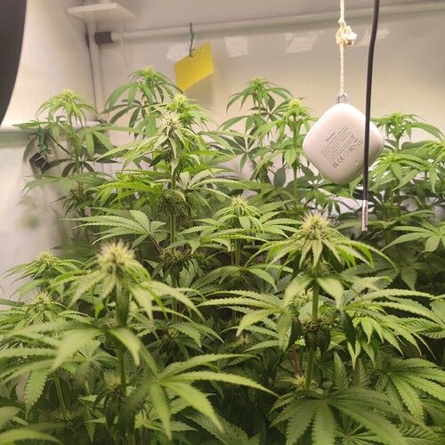Growreport Bild 16