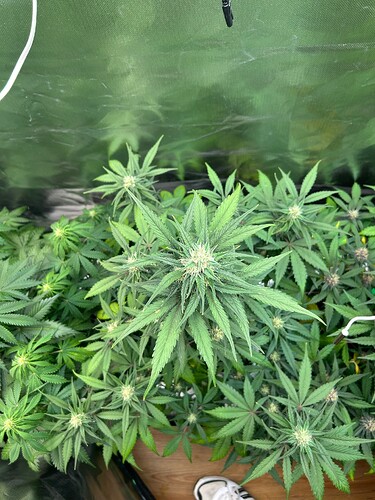 Growreport Bild 1