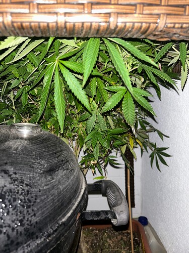 Growreport Bild 8