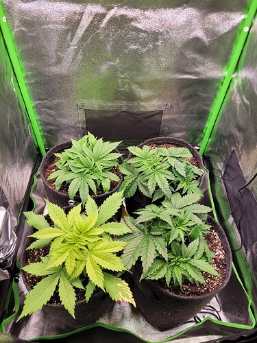 Growreport Bild 14