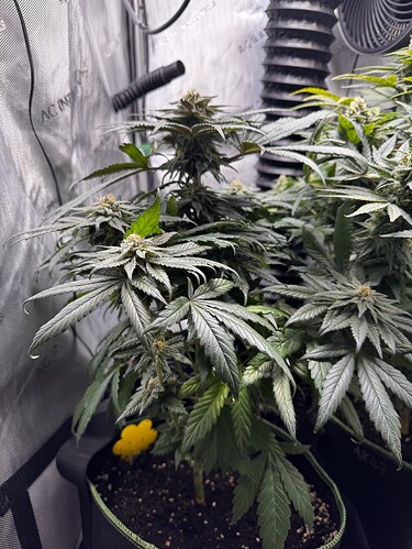 Growreport Bild 1