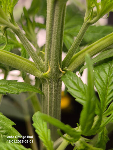 Nahaufnahme eines Cannabis-Stängels mit Blattansätzen und Stipeln.