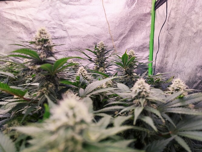 Growreport Bild 11