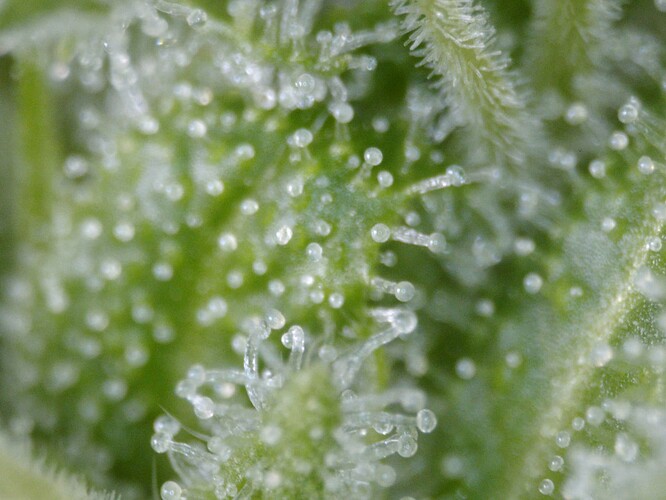 trichome01-20250601