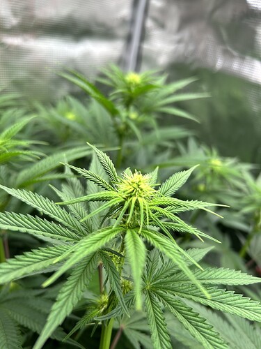 Nahaufnahme einer Cannabis-Pflanze in der frühen Blütephase mit sichtbaren Blütenansätzen.