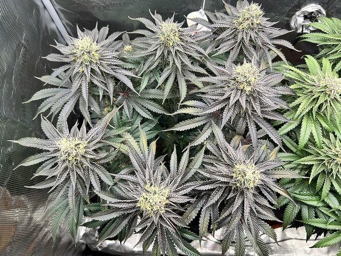 Growreport Bild 8