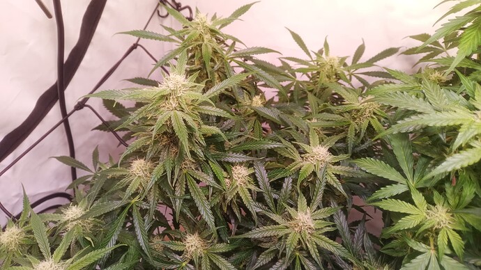 Growreport Bild 9