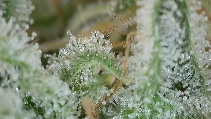 Growreport Bild 42