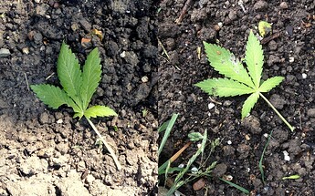 Grow25_0526_04