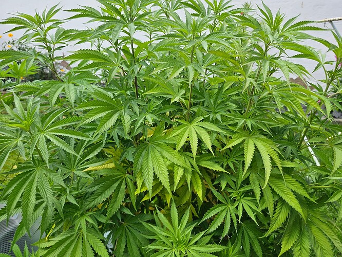 Growreport Bild 2