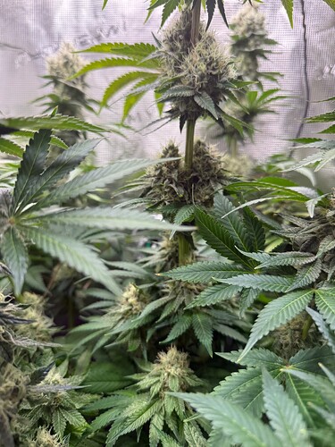 Growreport Bild 5