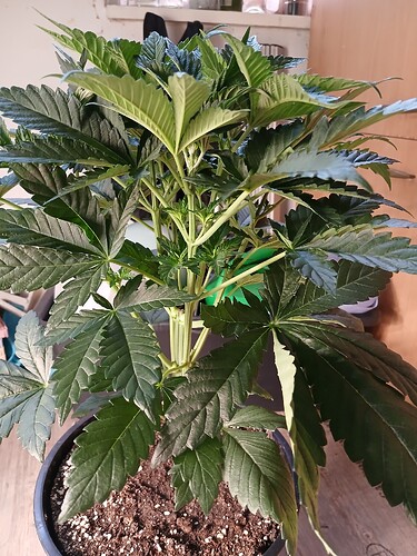 Growreport Bild 2