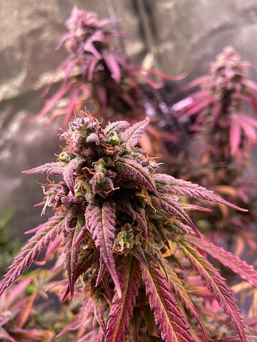 Growreport Bild 4