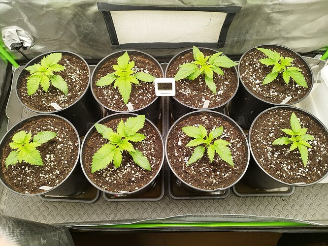 Growreport Bild 6