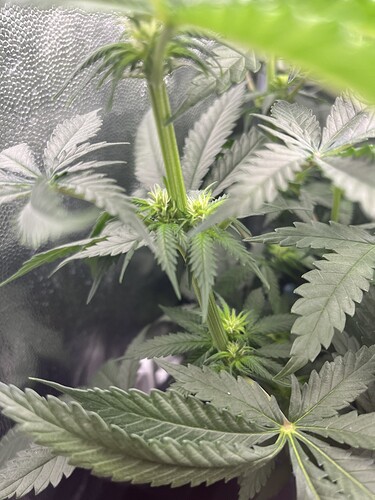 Growreport Bild 4