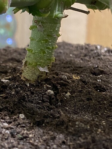 Growreport Bild 48