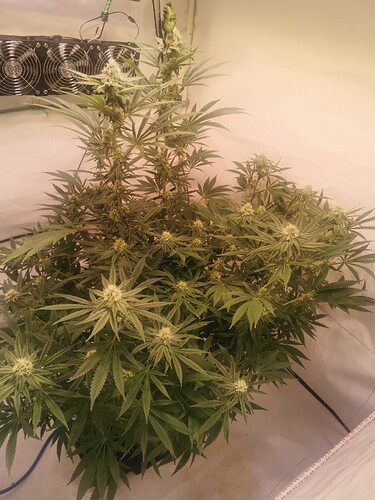 Growreport Bild 2
