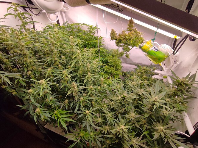 Growreport Bild 82