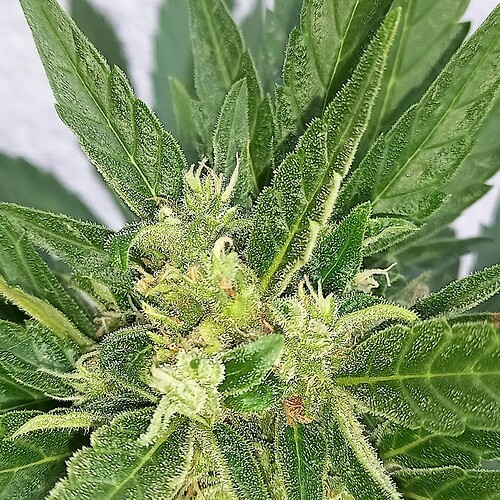 Growreport Bild 24