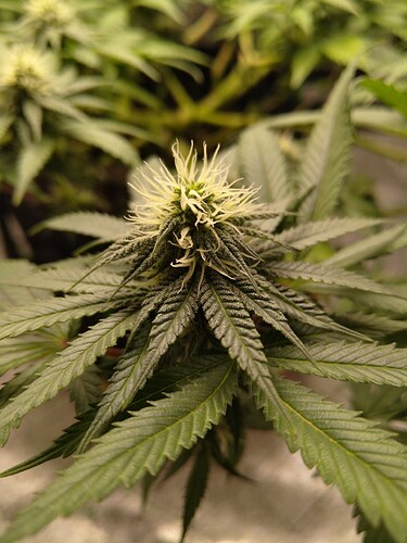 Growreport Bild 11