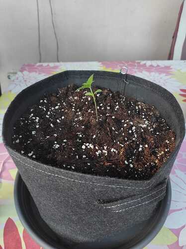 Growreport Bild 2