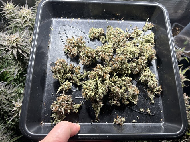 Growreport Bild 4